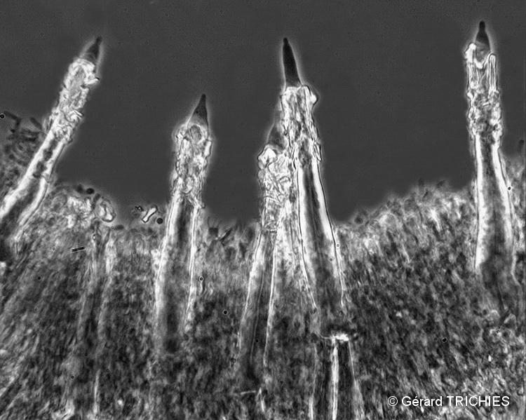 Tubulicrinis? (Tubulicrinis subulatus)